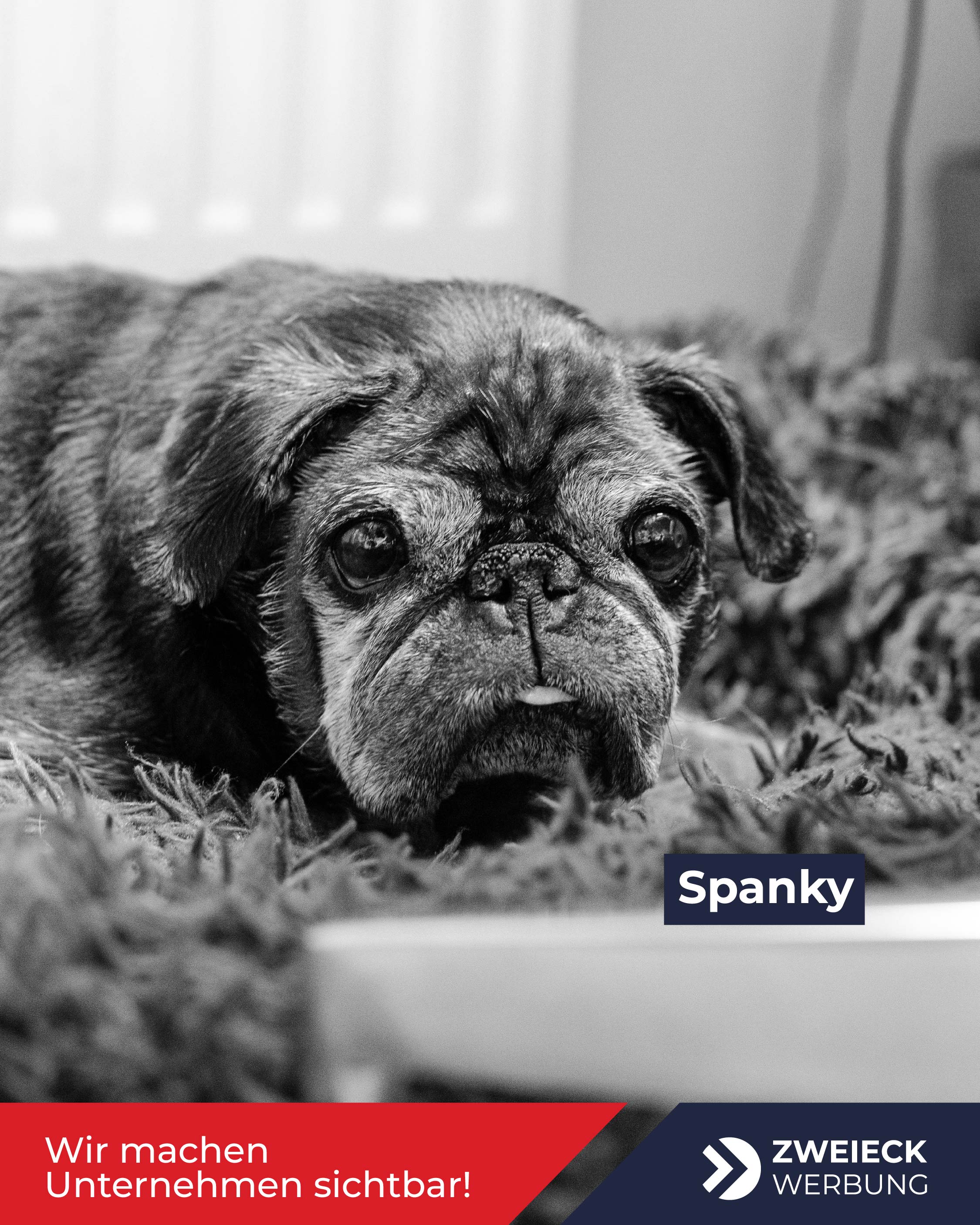 Hund Spanky Portrait